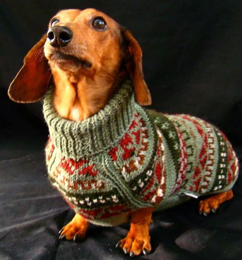 dog jumpers for men.